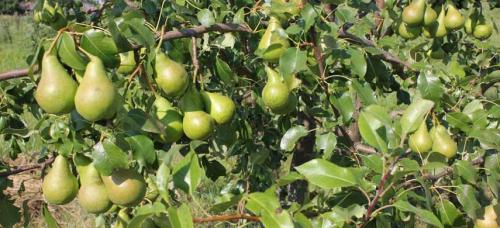 Самые вкусные зимние сорта груш. Выбираем самые морозоустойчивые сорта груши