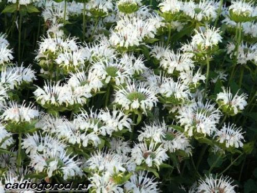 Монарда сорта. Монарда цветок. Описание, особенности, виды и уход за монардой