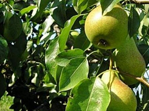 Груша зимние сорта. Отечественные зимние сорта груши 03