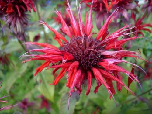 Пересадка монарды. Монарды дивный аромат