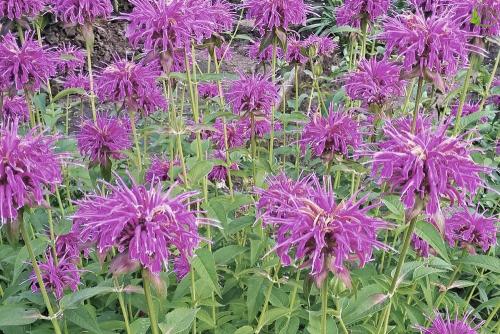 Монарда когда цветет. Монарда —, как выращивать садовый бергамот