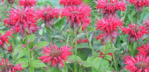 Монарда когда цветет. Монарда —, как выращивать садовый бергамот 21