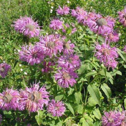 Монарда когда цветет. Монарда —, как выращивать садовый бергамот 14