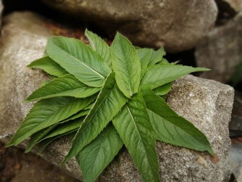 Монарда когда цветет. Монарда —, как выращивать садовый бергамот