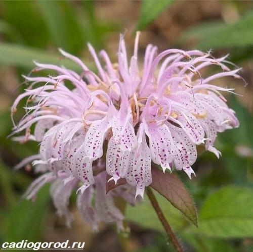 Монарда сорта. Монарда цветок. Описание, особенности, виды и уход за монардой