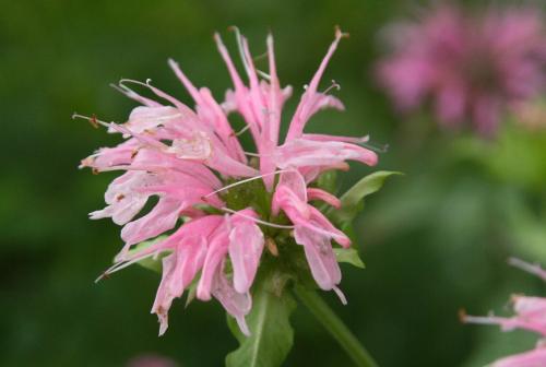 Чем подкормить монарду. Монарда: посадка и уход