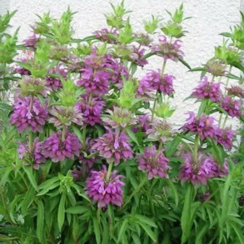 Монарда когда цветет. Монарда —, как выращивать садовый бергамот 17