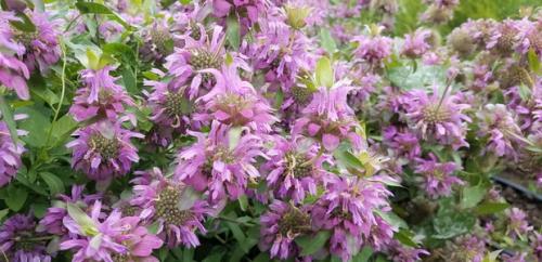 Монарда когда цветет. Монарда —, как выращивать садовый бергамот 22