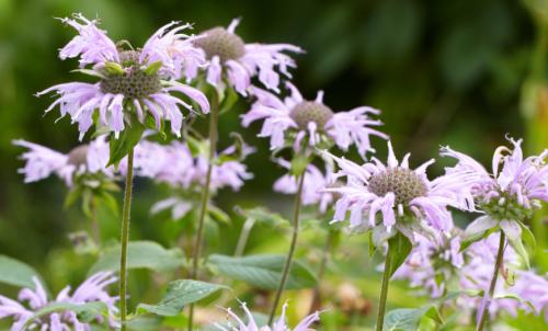 Чем подкормить монарду. Монарда: посадка и уход