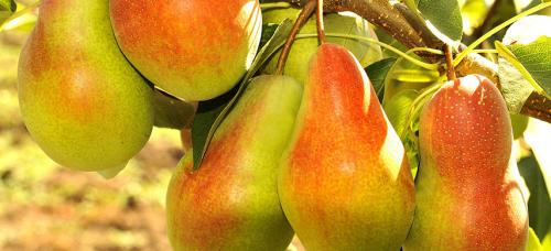 Самые вкусные зимние сорта груш. Выбираем самые морозоустойчивые сорта груши