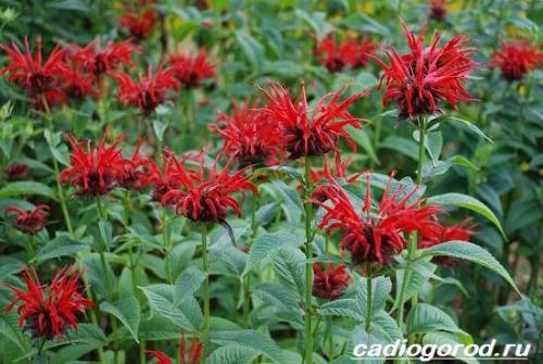 Монарда сорта. Монарда цветок. Описание, особенности, виды и уход за монардой