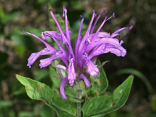 Монарда когда цветет. Монарда —, как выращивать садовый бергамот