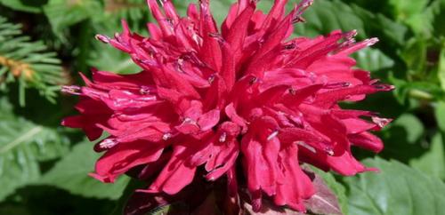 Монарда когда цветет. Монарда —, как выращивать садовый бергамот 23