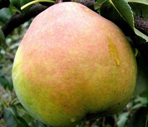 Груша зимние сорта. Отечественные зимние сорта груши 01