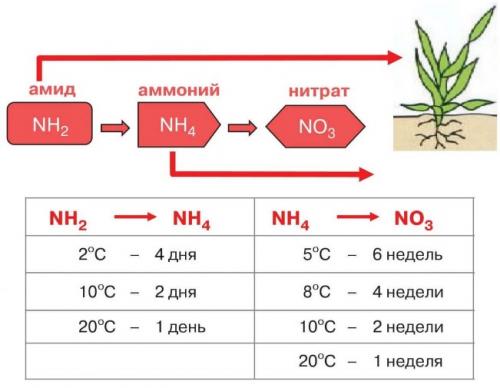 Листовая подкормка клубники карбамидом. Чем подкормить клубнику весной после зимы в первый раз: наиболее подходящие удобрения
