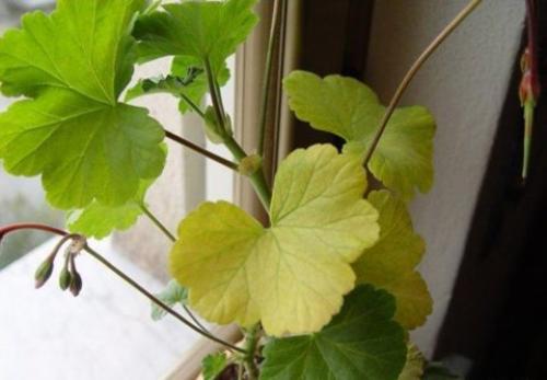 Подсветка цветов светодиодной лентой. Освещение для растений светодиодное: характеристики, советы по самостоятельному устройству