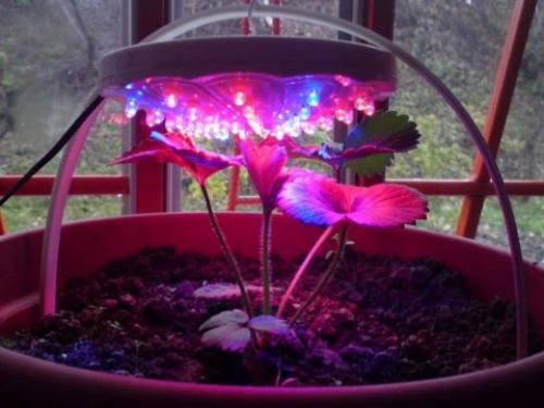 Подсветка цветов светодиодной лентой. Освещение для растений светодиодное: характеристики, советы по самостоятельному устройству
