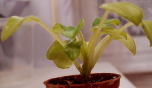 Подсветка цветов светодиодной лентой. Освещение для растений светодиодное: характеристики, советы по самостоятельному устройству