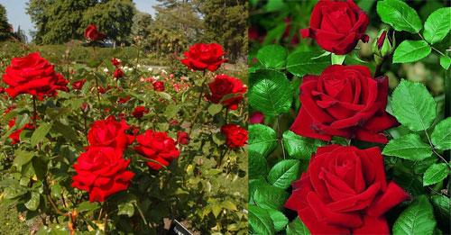 Цветение роз в подмосковье. Рейтинг лучших сортов роз для Подмосковья 01
