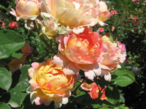 Цветение роз в подмосковье. Рейтинг лучших сортов роз для Подмосковья 03