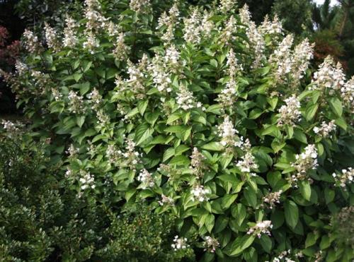 Морозостойкие сорта гортензии метельчатой. Описание популярных сортов