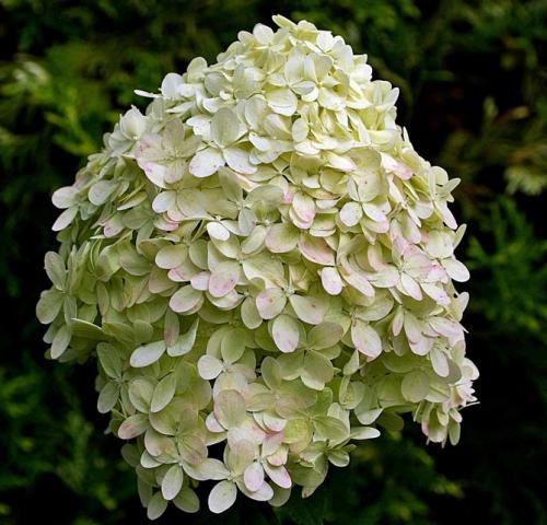 Морозостойкие сорта гортензии метельчатой. Описание популярных сортов