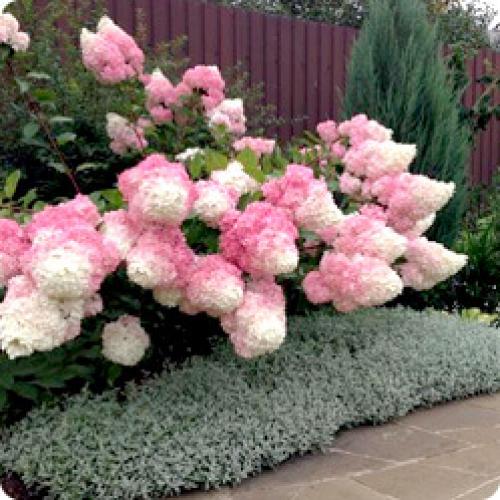 Самые зимостойкие сорта гортензий. ОСОБЕННОСТИ ВЫРАЩИВАНИЯ МОРОЗОСТОЙКИХ ГОРТЕНЗИЙ 02 Самые зимостойкие сорта гортензий. ОСОБЕННОСТИ ВЫРАЩИВАНИЯ МОРОЗОСТОЙКИХ ГОРТЕНЗИЙ 02