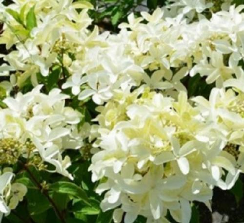 Новые сорта гортензий 2019 года. 5 новинок метельчатых гортензий 2021 года, которые могут стать украшением вашего участка