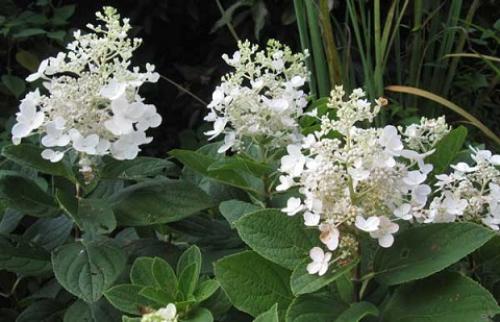 Новые сорта метельчатой гортензии. Сорта компактных метельчатых гортензий