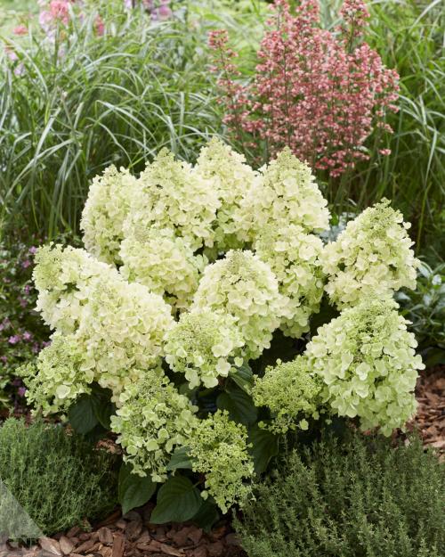 Новые сорта метельчатой гортензии. Сорта компактных метельчатых гортензий