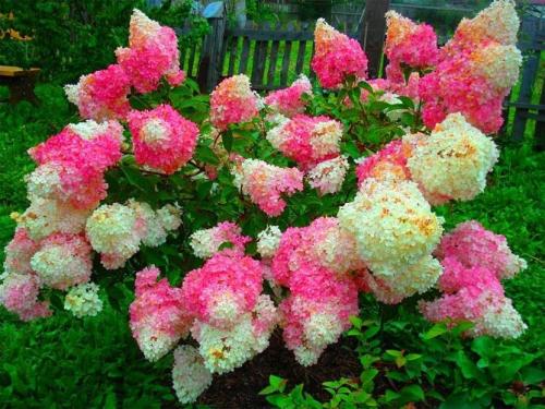 Морозостойкие сорта гортензии метельчатой. Описание популярных сортов