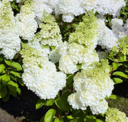 Новые сорта гортензий 2019 года. 5 новинок метельчатых гортензий 2021 года, которые могут стать украшением вашего участка