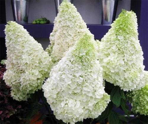 Морозостойкие сорта гортензии метельчатой. Описание популярных сортов