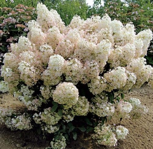 Новые сорта метельчатой гортензии. Сорта компактных метельчатых гортензий