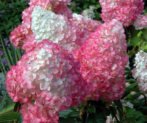 Морозостойкие сорта гортензии метельчатой. Описание популярных сортов