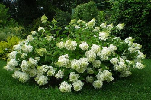 Морозостойкие сорта гортензии метельчатой. Описание популярных сортов