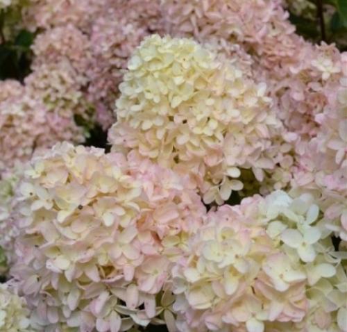 Новые сорта гортензий 2019 года. 5 новинок метельчатых гортензий 2021 года, которые могут стать украшением вашего участка