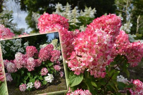 Морозостойкие сорта гортензии метельчатой. Описание популярных сортов