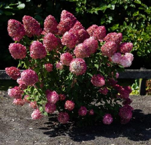 Новые сорта гортензий 2019 года. 5 новинок метельчатых гортензий 2021 года, которые могут стать украшением вашего участка