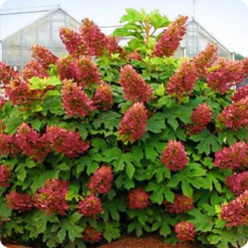 Самые зимостойкие сорта гортензий. ОСОБЕННОСТИ ВЫРАЩИВАНИЯ МОРОЗОСТОЙКИХ ГОРТЕНЗИЙ 06 Самые зимостойкие сорта гортензий. ОСОБЕННОСТИ ВЫРАЩИВАНИЯ МОРОЗОСТОЙКИХ ГОРТЕНЗИЙ 06