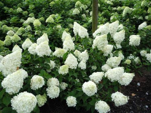 Морозостойкие сорта гортензии метельчатой. Описание популярных сортов