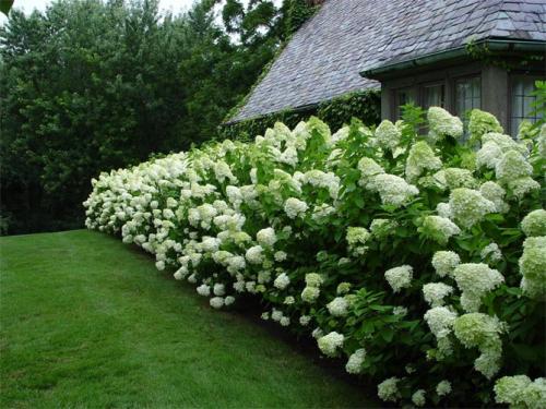 Морозостойкие сорта гортензии метельчатой. Описание популярных сортов