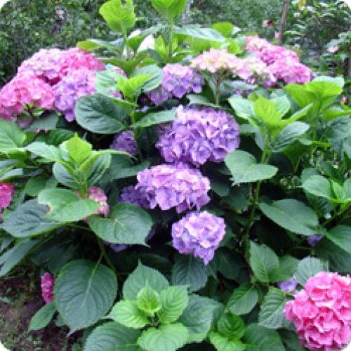Самые зимостойкие сорта гортензий. ОСОБЕННОСТИ ВЫРАЩИВАНИЯ МОРОЗОСТОЙКИХ ГОРТЕНЗИЙ 04 Самые зимостойкие сорта гортензий. ОСОБЕННОСТИ ВЫРАЩИВАНИЯ МОРОЗОСТОЙКИХ ГОРТЕНЗИЙ 04