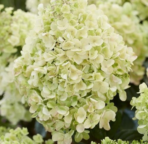 Новые сорта гортензий 2019 года. 5 новинок метельчатых гортензий 2021 года, которые могут стать украшением вашего участка