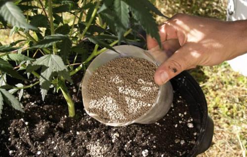 Плюсы и минусы подкормки растений мочевиной. Характеристика аммиачной селитры и ее применение в качестве удобрения 01