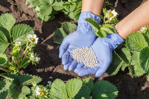 Как разводить мочевину для опрыскивания клубники. Как подкормить весной?