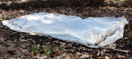 Какая оптимальная глубина для посадки луковиц осенью. Сроки посадки