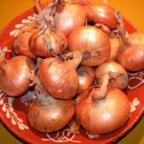 Как выбрать здоровые луковицы для осенней посадки. Лучшие современные гибриды