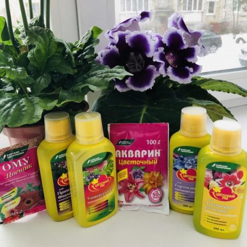 Как поливать луковицы после осенней посадки. Подкормки осенних цветов