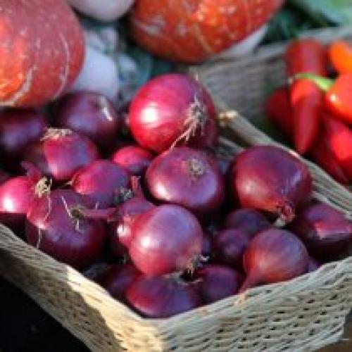 Как выбрать здоровые луковицы для осенней посадки. Лучшие современные гибриды